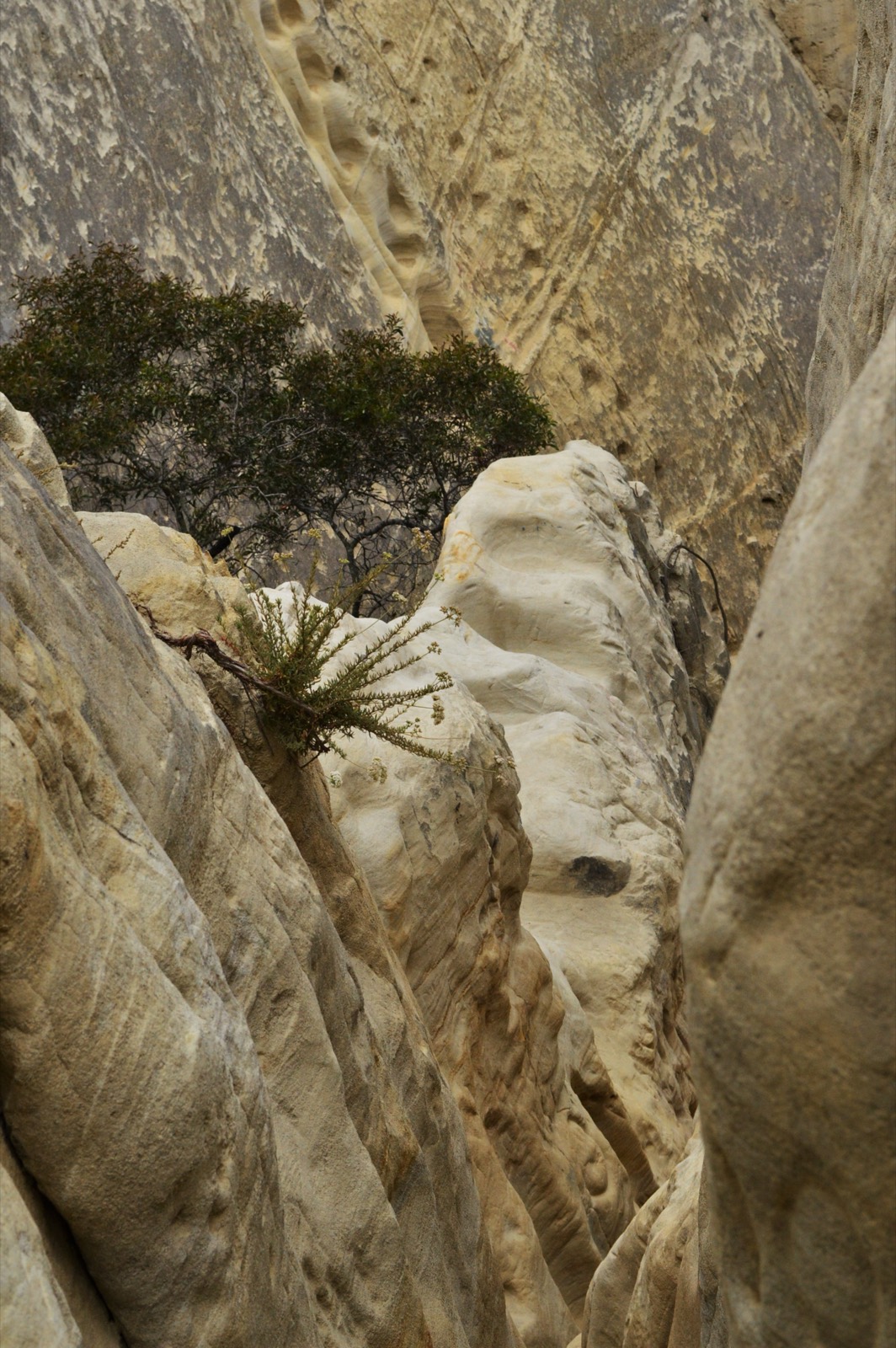 Inside the slot canyon at Annie's Canyon Trail, San Elijo Lagoon